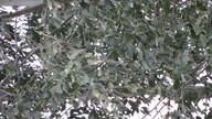 img_1106_thumb.jpg
