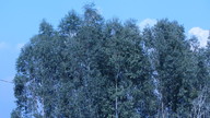 euc3_18_thumb.jpg