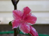 azalea_thumb.jpg