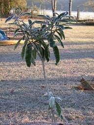 loquat_frost_thumb.jpg