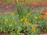 flowers_thumb.jpg