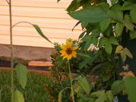 sunflower_thumb.jpg
