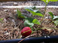 dscn2936_thumb.jpg