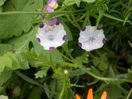 dscn2943_thumb.jpg