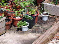 dscn2962_thumb.jpg