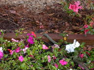 dscn2968_thumb.jpg