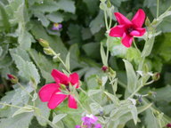 dscn2975_thumb.jpg
