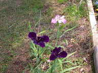 dscn2982_thumb.jpg