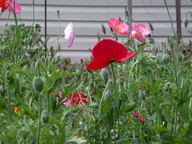 dscn2983_thumb.jpg