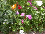 dscn2991_thumb.jpg