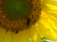 dsc00767_thumb.jpg