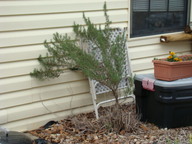 rosemary_thumb.jpg