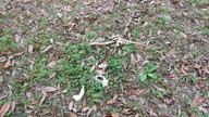dead_possum1_thumb.jpg
