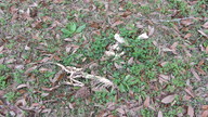 dead_possum2_thumb.jpg