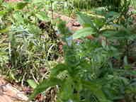 basil2_thumb.jpg