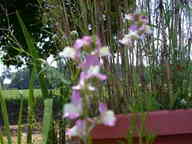 dscn2305_thumb.jpg