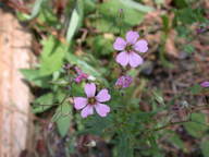 dscn2306_thumb.jpg