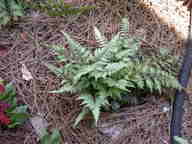 ghostfern_thumb.jpg