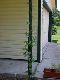 morningglory1_thumb.jpg