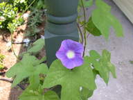 morningglory2_thumb.jpg