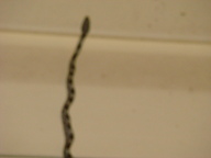 dsc01141_thumb.jpg