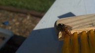 20120618_175648_thumb.jpg