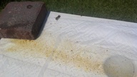 varroa_argent_20120729_thumb.jpg