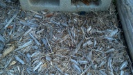 20120814_072239_thumb.jpg