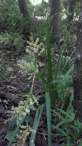 20130601_131338_thumb.jpg