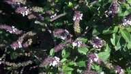 bees_basil1_thumb.jpg