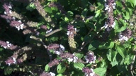 bees_basil2_thumb.jpg