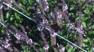 bees_basil6_thumb.jpg