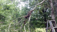 swarm1_thumb.jpg