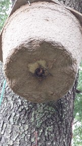 20150416_173348_thumb.jpg