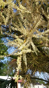 20150622_080425_thumb.jpg