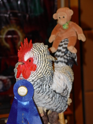 dsc03752_thumb.jpg