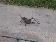 grasshopper_thumb.jpg