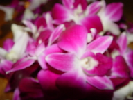 dsc04050_thumb.jpg