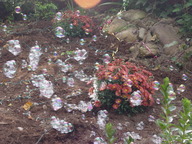 dsc04114_thumb.jpg