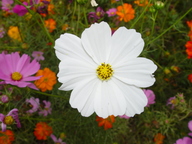 dsc04466_thumb.jpg