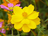 dsc04469_thumb.jpg