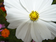 dsc04470_thumb.jpg