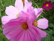dsc04471_thumb.jpg
