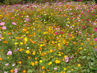 dsc04479_thumb.jpg