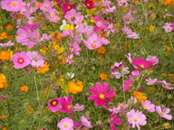 dsc04484_thumb.jpg