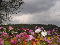 dsc04485_thumb.jpg