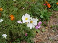 dsc04486_thumb.jpg