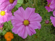 dsc04487_thumb.jpg