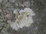 dscn1131_thumb.jpg