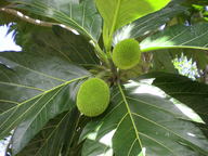 dscn0799_thumb.jpg